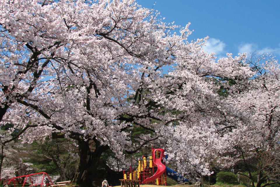 今年も春到来 新潟県内お花見スポットまとめvol 2 Things シングス 新潟のローカルなwebマガジン